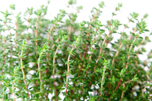 Load image into Gallery viewer, Winter Thyme
