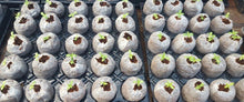 Load image into Gallery viewer, Jiffy C Pellets &amp; Trays
