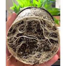 Load image into Gallery viewer, Mycorrhizal fungi
