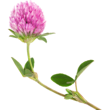 Load image into Gallery viewer, Red Clover
