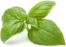 Load image into Gallery viewer, Sweet Basil
