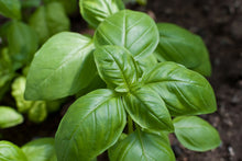 Load image into Gallery viewer, Sweet Basil

