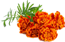 Load image into Gallery viewer, French Marigold
